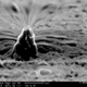Illustration for article titled 16 Incredible Animals and Landscapes You Can Only See With a Microscope